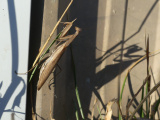 Praying Mantis with Shadow