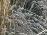 Leaning October Grasses