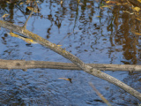 Crossing Branches over Water