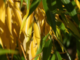 Yellow and Green Leaves