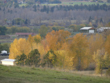 Patch of Autumn