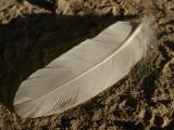 Sunlit Feather