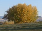 Autumn Trees in Pasture