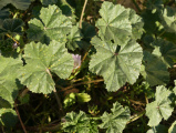 Mallow in October