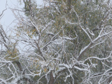 Snow in Autumn