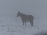 Horse in the Snow