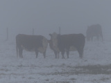 Cows in the Snow