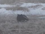 Black Cat in the Snow