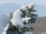 Tree Hugged by Snow