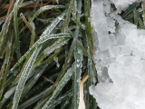 Green Grass and Ice