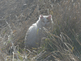 Cat in November Grasses