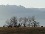 Cows, Trees and Mountains
