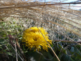 November Dandelion