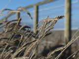 Fenceside Grass Seeds