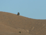 Tree on a Hill