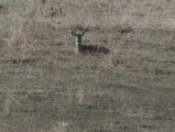 Resting Deer