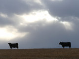 Two Cows