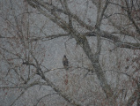 Bird in a Snowfall