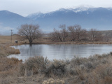 Pond in December