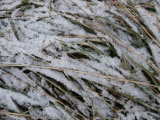 Snow Crystals in the Morning Grass