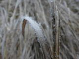 Frost on a Curve