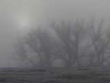 Winter Morning Fog