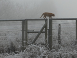 Orange Cat in Winter