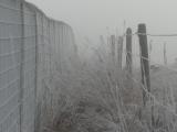 Winter Morning between Fences