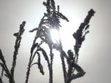 Sun with Frosted Plants