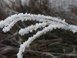 Winter Crystals in the Sun