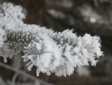 Ice Needles on Evergreen Needles