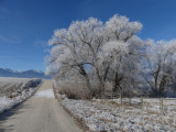 Sunlit Frosted Tree