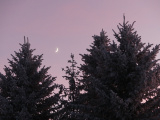 Moon and Trees with a Pink Sky