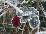 Frost Fringed Leaves