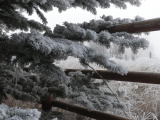 Winter Evergreen and Fence