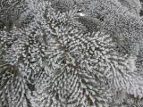 Dotted with Frost