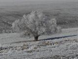 Icy Tree in a Winter Expanse