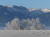 Trees and Mountains in Winter