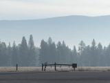 Line of Distant Trees