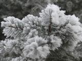 Frost on the Needles