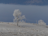 Frosted Tree and Wires