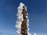 Frosted Mullein