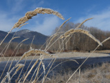 Curving Frosted Seedheads