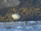 Illuminated Boulder