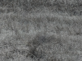 Landscape of Frosted Plants