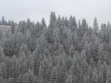 Frosted Hillside Forest