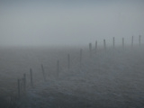 Fence in the Fog