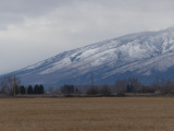 Across a January Field