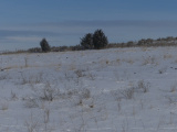 Scattered Plants in Snow