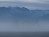 Trees in the Morning Mist